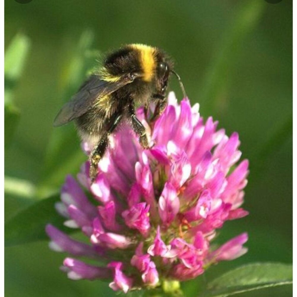 50g Pollinator Mix Seeds, ground cover